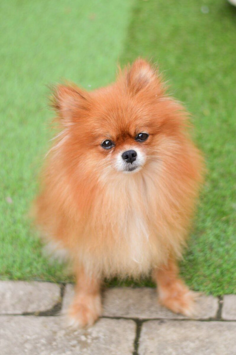 Ищет дом в Москве и МО маленькая собачка из приюта Домик Мелкашей