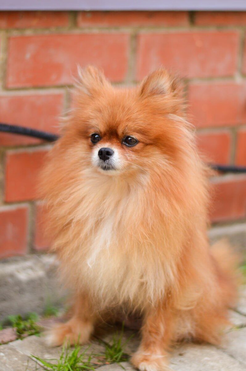 Ищет дом в Москве и МО маленькая собачка из приюта Домик Мелкашей