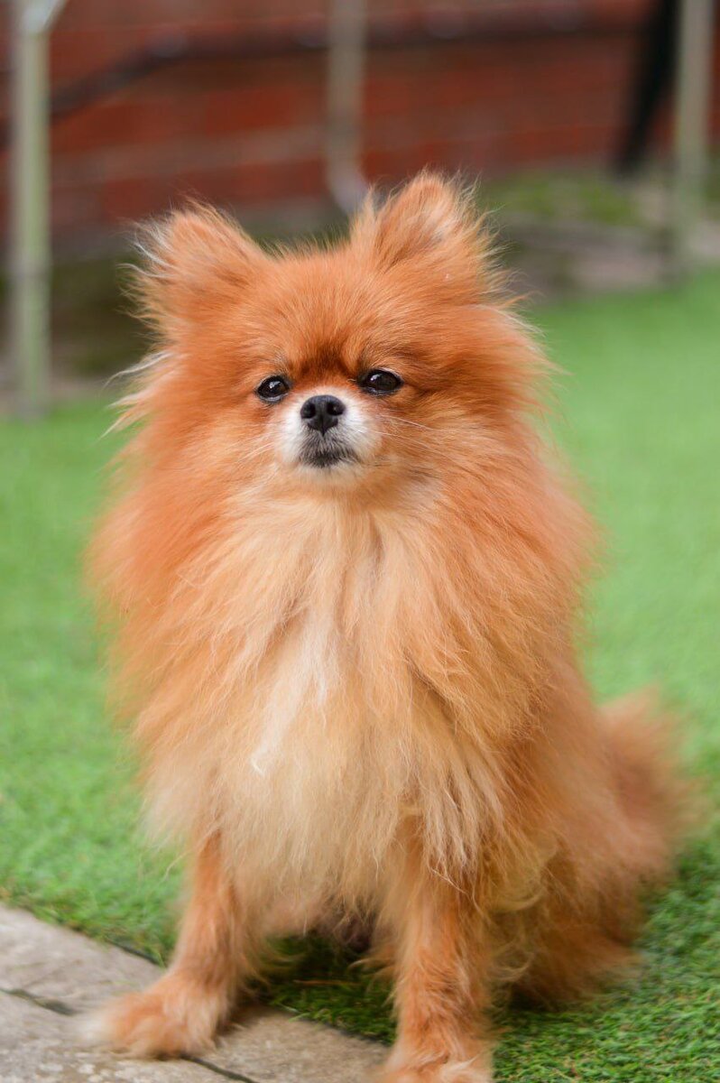 Ищет дом в Москве и МО маленькая собачка из приюта Домик Мелкашей