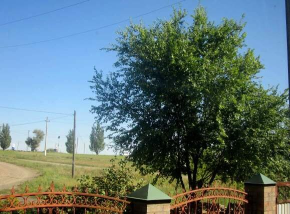 Собственное фото автора. Ясень у моего дома.