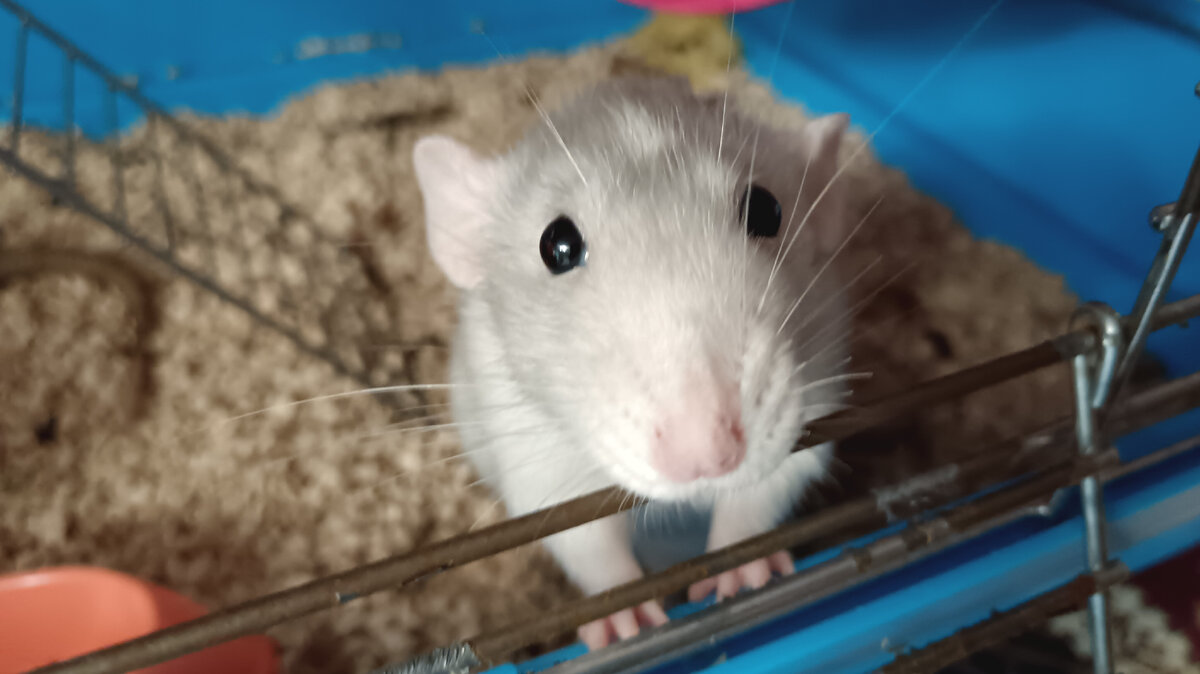 Крыска истеричка