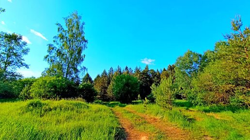 РАССЛАБЛЯЮЩЕЕ ПЕНИЕ ПТИЦ В ВЕСЕННЕМ ЛЕСУ. УСПОКАИВАЮЩИЕ ЗВУКИ ПРИРОДЫ ДЛЯ СНА И ОТДЫХА