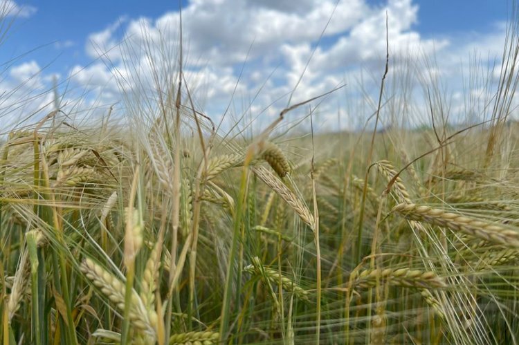    На «Дне Донского поля» представлена отдельная площадка с достижениями российской селекции