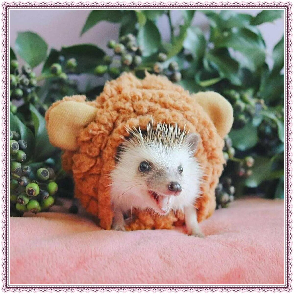 Покажи ежика