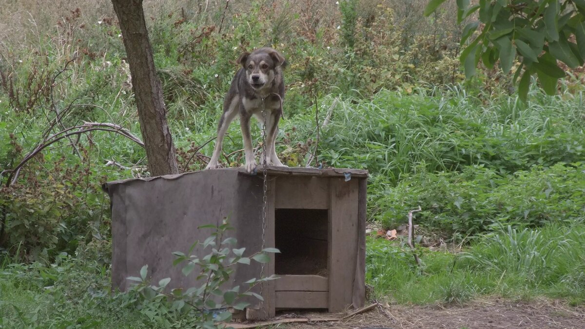     Автор: Mohylek/cc by 2.0/wikimedia.org