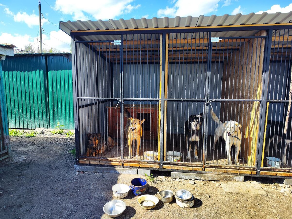 Законопроект об умерщвлении бездомышей рассматривают в республике.  Фото: ФедералПресс / Ксения Кобалия