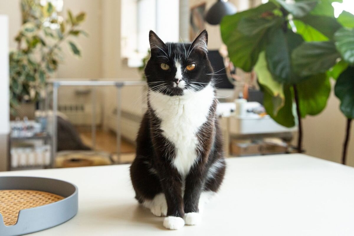 Кошка-смокинг: фото