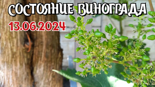 Состояние винограда на 13.06.2024 - Донбасс 🇷🇺