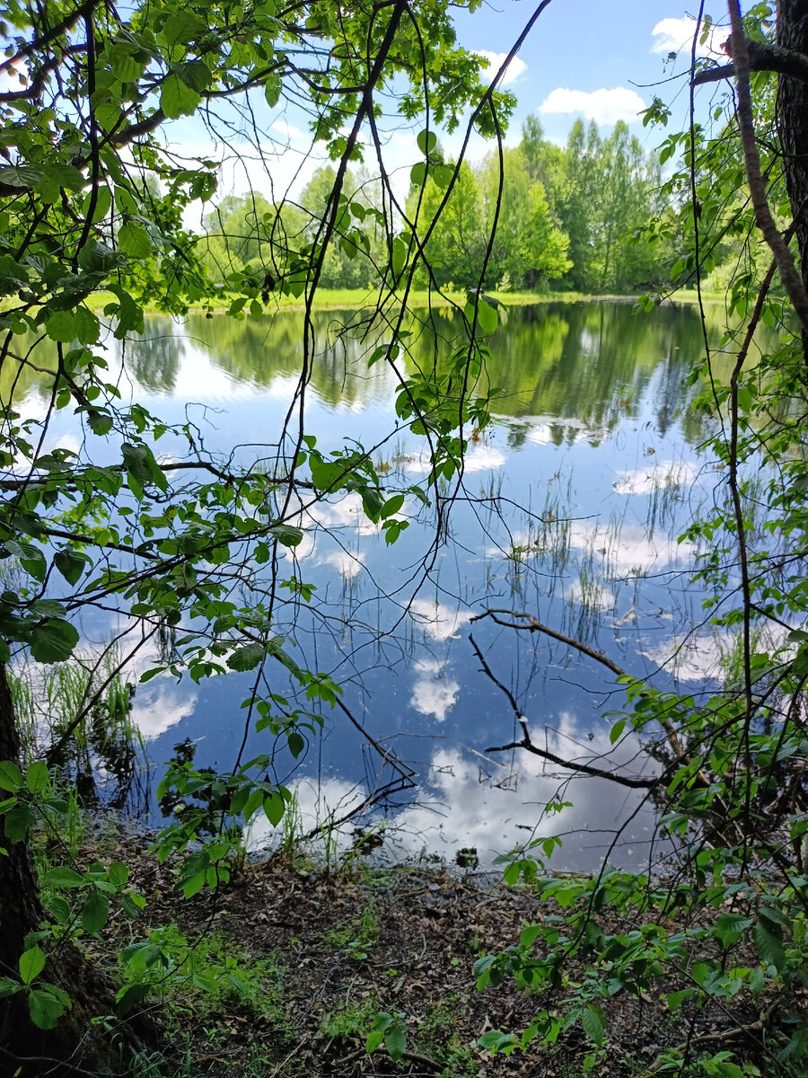 Искусственное русло (канал) реки Поля у заказника, близ Кривандино. Фото автора, 2022 г.