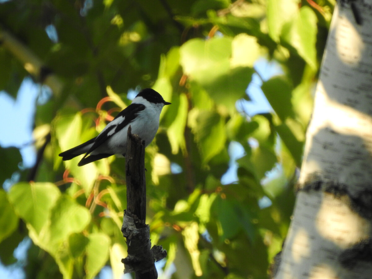 Мухоловка-белошейка, Саратовская область, май 2024, фото автора