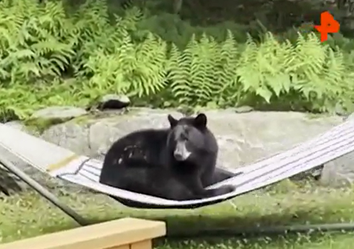 Фото: скриншот видео