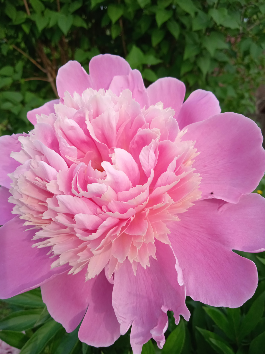 Один из моих пионов. Неизвестный сорт