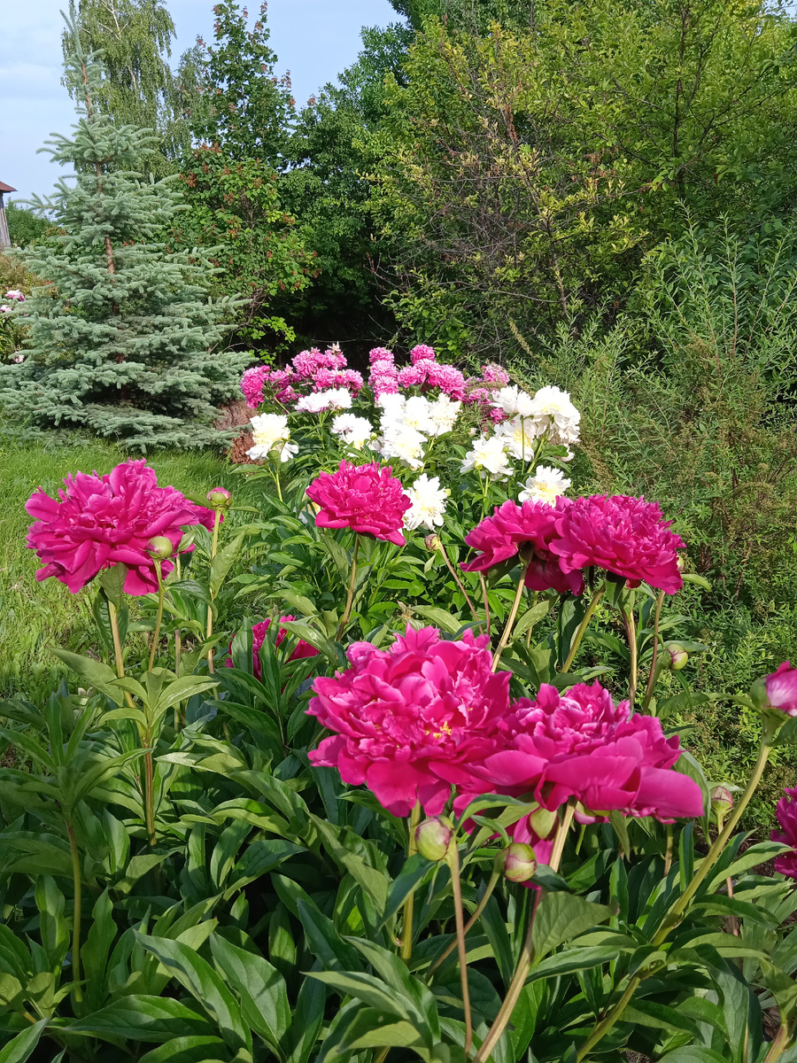 Пионы в моём саду