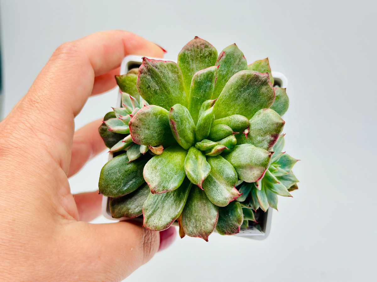 Echeveria Miracle Platinum  пришла ко мне без точки роста. Я не сразу поняла, что нет точки роста, думала она просто монстрозная