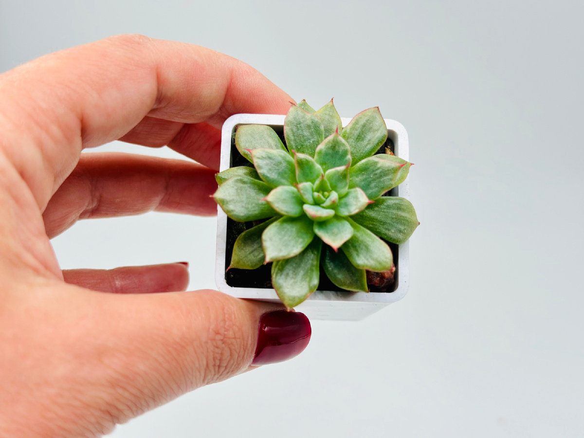 Детка Echeveria Miracle Platinum идеальной формы и окраса 