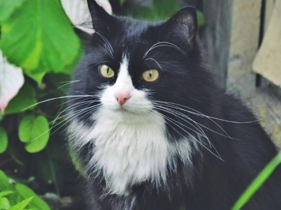 Кошка нападала на собак с хозяевами, не замечая других. Эту странность потом объяснил продавец из местного ларька