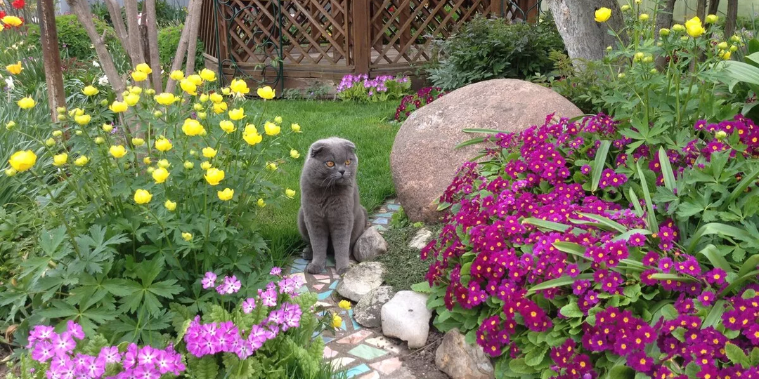 Я сажаю их не первый год 👍 Эти 24 цветка будут радовать вас цветами ВСЕ ЛЕТО