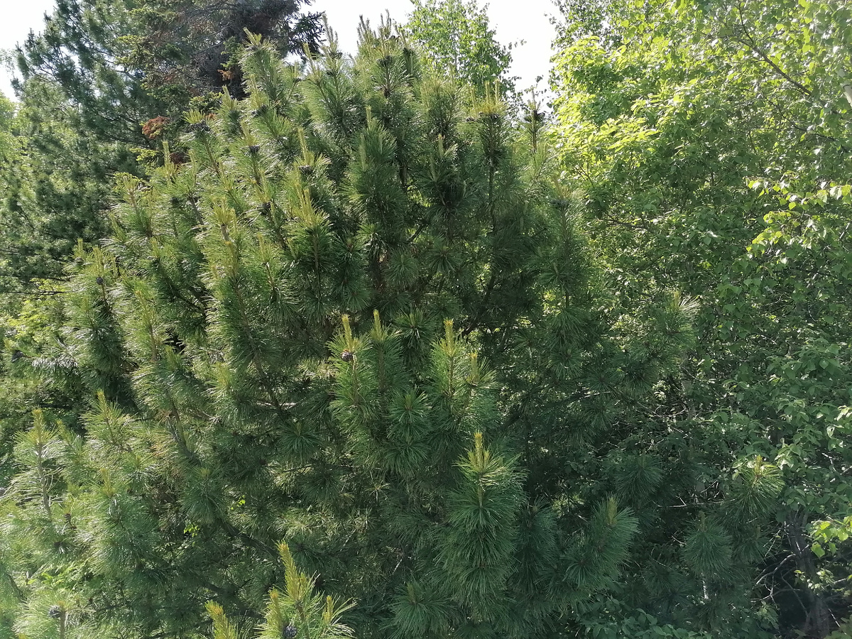 Есть и пушистые сосны.