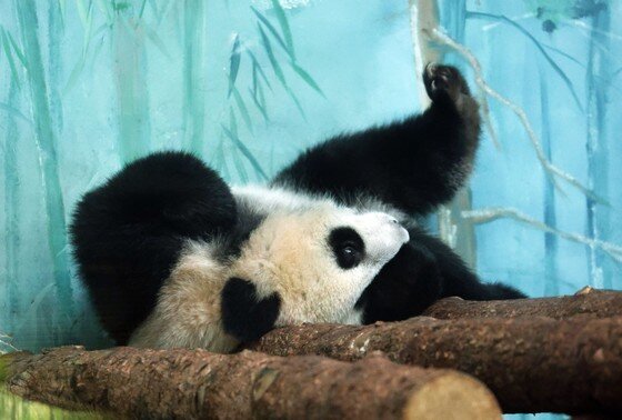    Панда Катюша