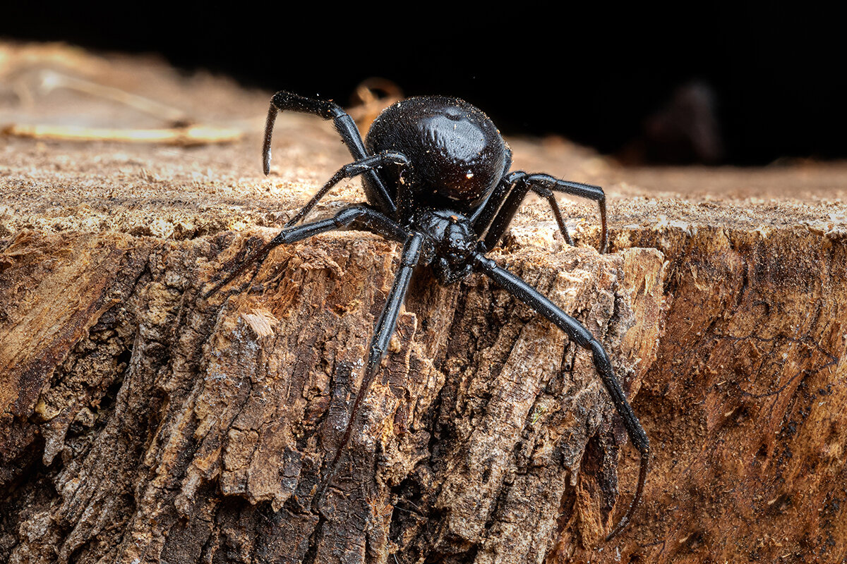 Scott Delony / Shutterstock / FOTODOM📷Черная вдова