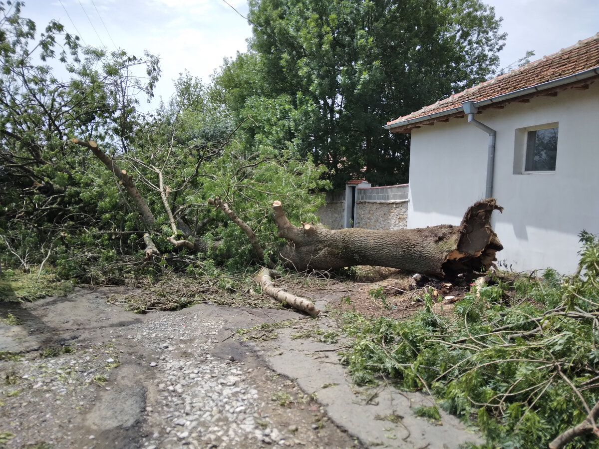 Болгария. 13.06.2024. Хроника сельских будней | Марина Вальцифер | Дзен