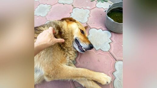 Замучили бедную Дусю эти мошки 😢 Никуда от них не спрячешься