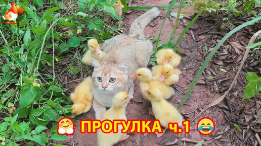 Кошка с Утятами на прогулке 😹 Новый сезон ч.1 ❣️🤗😂 Котята подросли и пора выходить на работу 😎