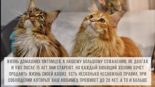 🐱Как помочь кошке прожить 20 лет