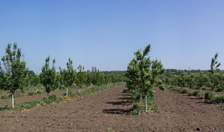    Министр сельского хозяйства и продовольствия ЛНР оценил фруктовый сад на капельном поливе