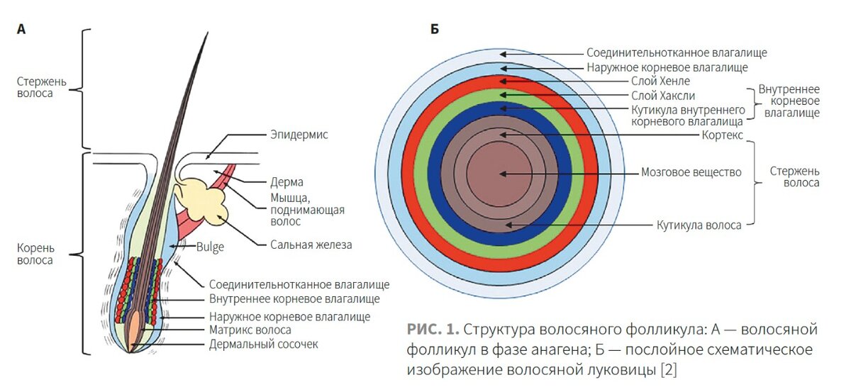 Мог ли 