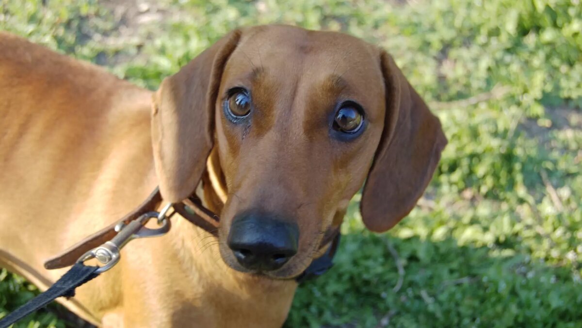     Источник: rostovgazeta.ru