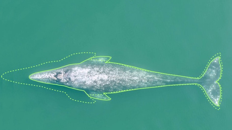 K.C. Bierlich, OSU Marine Mammal Institute