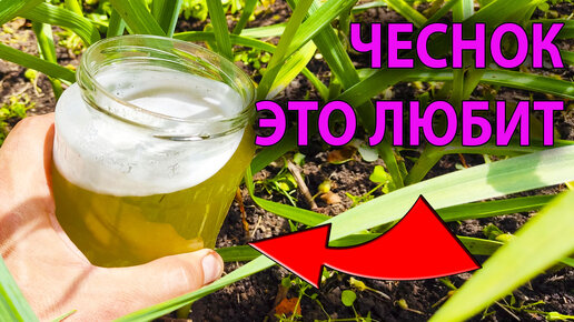 Забудь про ЗОЛУ и ЯИЧНУЮ СКОРЛУПУ! Подкорми чеснок ЭТИМ в июне!🤯