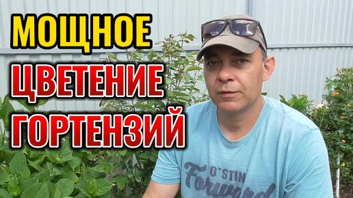 🌺 Гигантские шапки цветов! Мой секретный рецепт подкормки гортензий в июне! Подкормка гортензий для лучшего цветения.