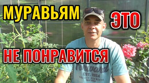 Муравьи исчезли за ОДНУ НОЧЬ! Вы не поверите, что я использовал...😮