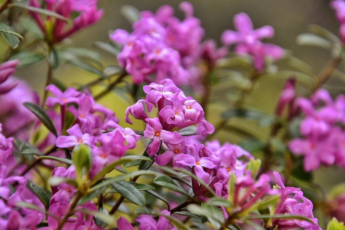 Волчеягодник Воронова в горах, по дороге к Малой Рице. Абхазия в мае