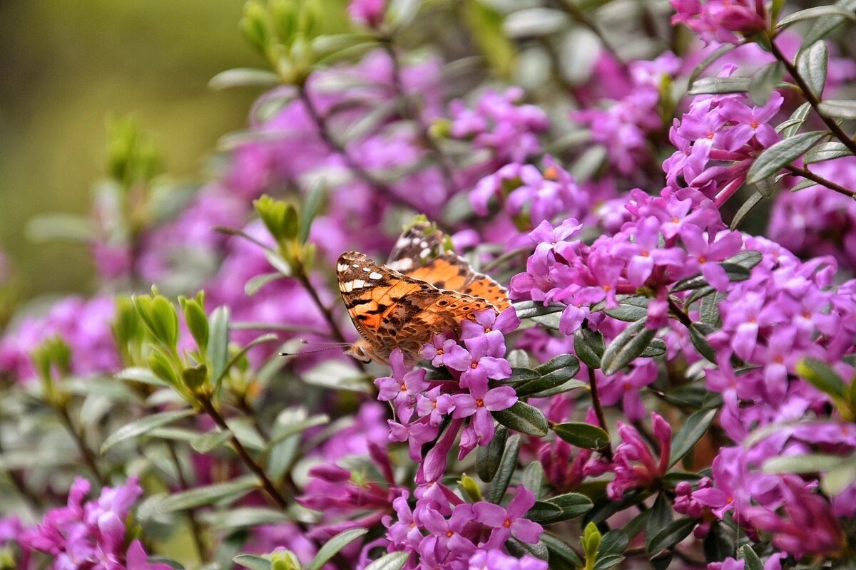 Волчеягодник Воронова в горах, по дороге к Малой Рице. Абхазия в мае