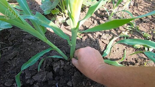 🌽 Вся правда о кукурузе 🌱 Удаляем пасынки на кукурузе и прореживаем всходы