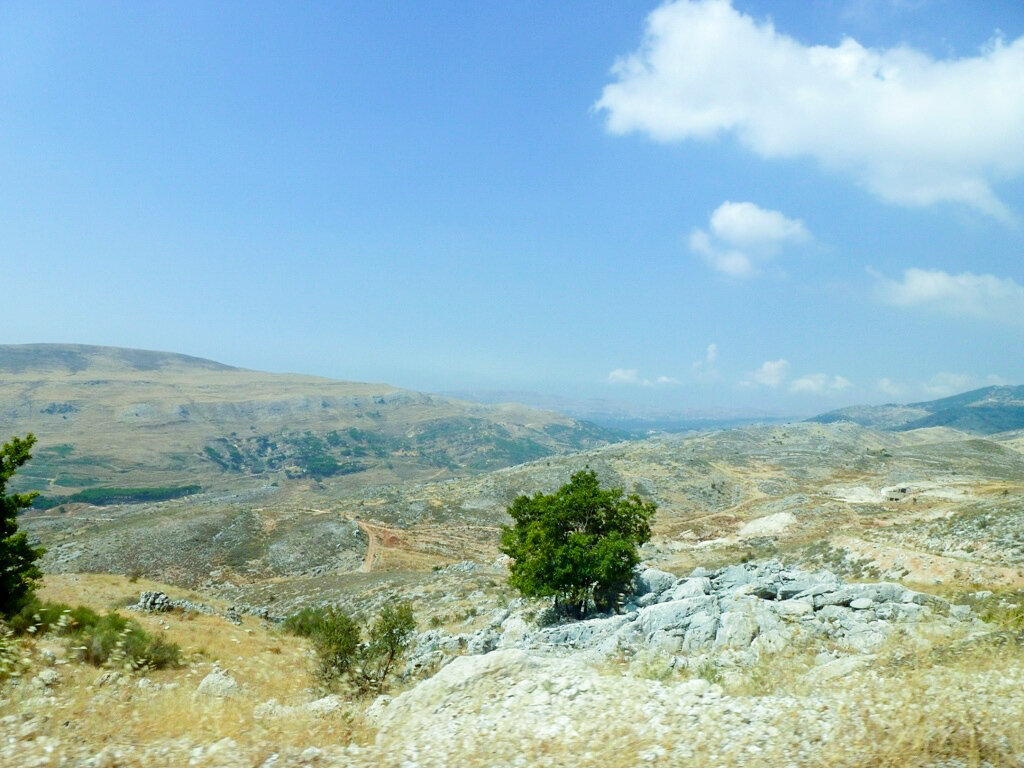 Первые "невеликие" кедры по дороге в божественный лес в Ливане (фото автора).