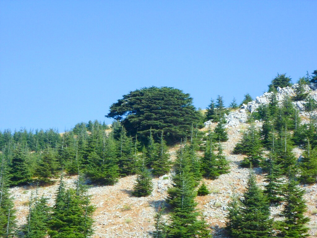 Смотрите, как ливанский кедр возвышается над другими деревьями (фото автора).