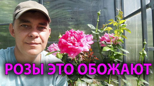 Tải video: Мои розы УМИРАЛИ... Этот ПРОСТОЙ ПОЛИВ ВЕРНУЛ их к жизни! 🌹💧✨