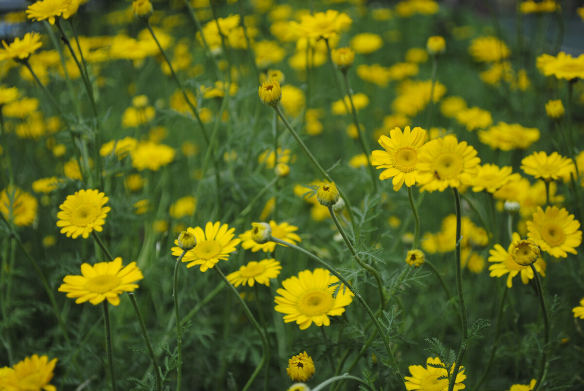 Вот такая. Разве не прелесть?