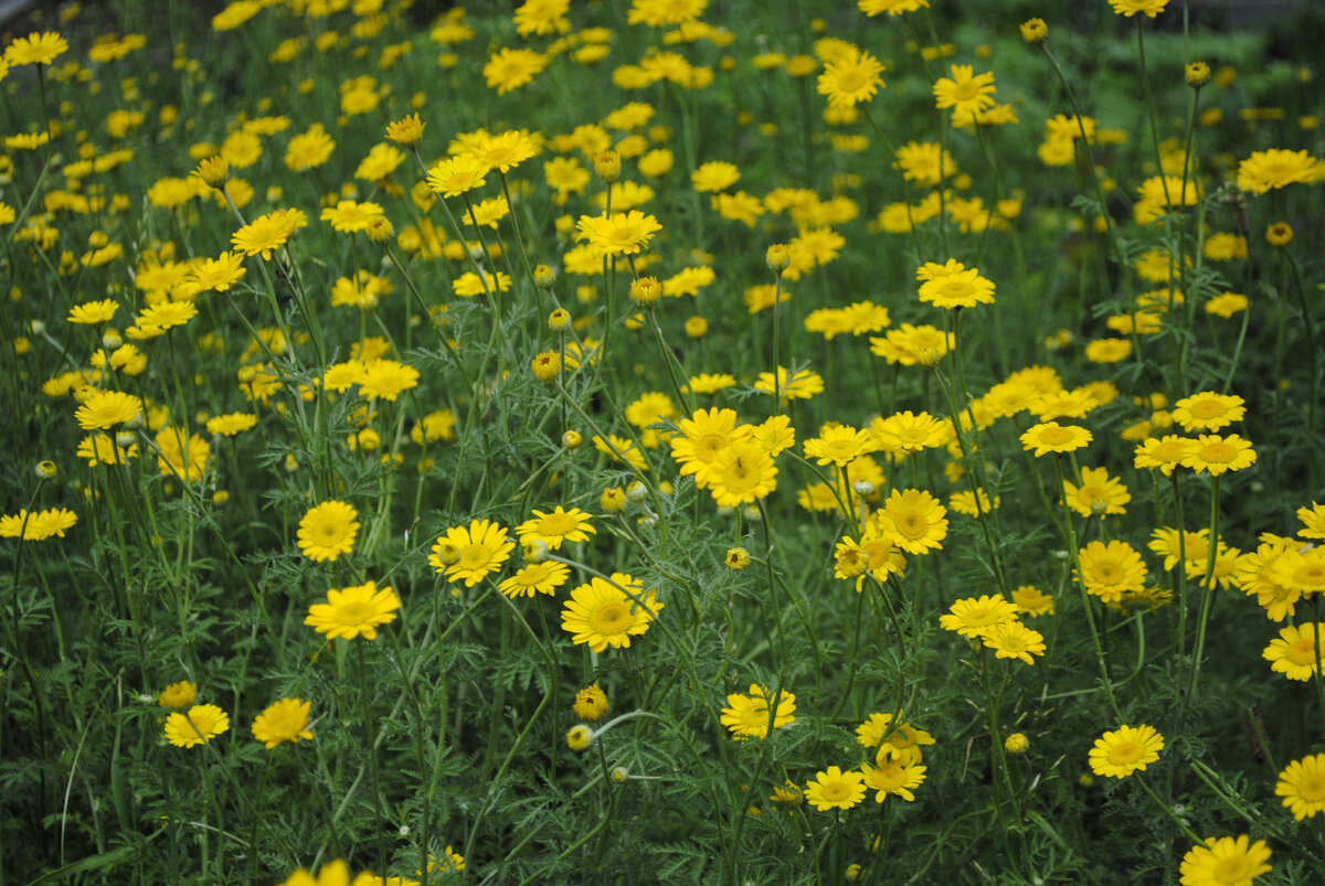 Живая природа в городе, как же это здорово