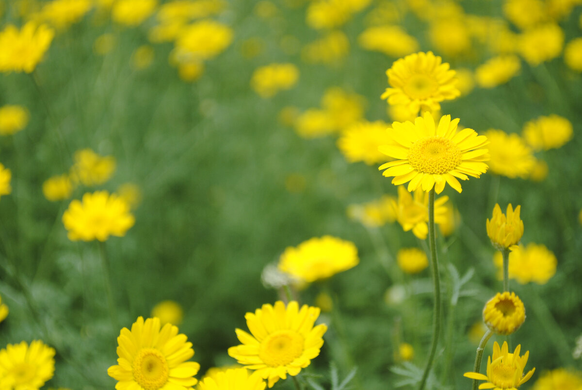 Молодец, пупавка!