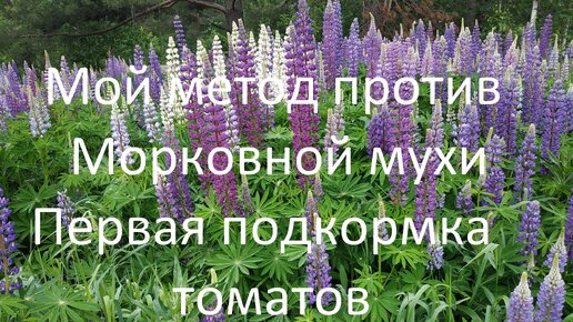 Мой метод против Морковной мухи // Первая подкормка томатов