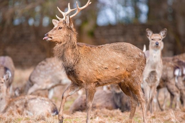    зомби-олень