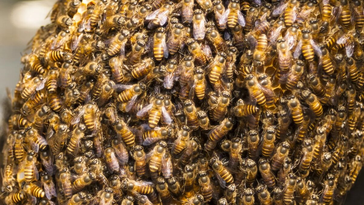     Источник: pxhere.com