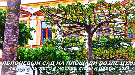На Площади возле ЦУМа появился необычный яблоневый сад - ещё одна локация фестиваля «Лето в Москве. Сады и цветы» 2024 года