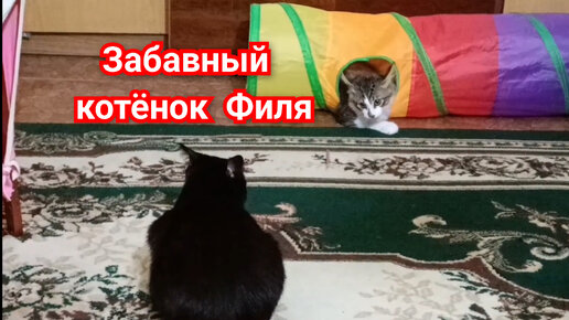 Забавный котёнок Филя. Игрушка для кошек.