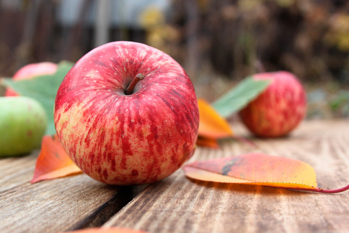    Фото: Михаил Прокопенко / Pixabay.com